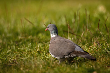 Majestic Columba palumbus: Wood Pigeon Surveying Its Green Habitat