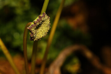 Floral Elegance: Macro Shot of Dorstenia Elata Flower in Full Bloom