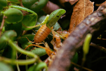 Tiny Treasures: Porcellionides pruinosus 