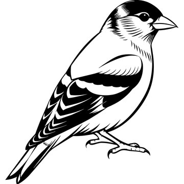recommend clip art: goldfinch silhouette vector illustration svg file