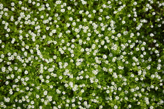 texture of white flowers, small flowers on green background, texture of small white flowers, concept of mental health 