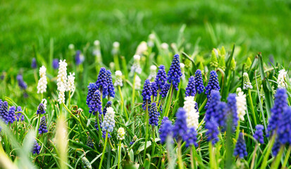 Blooming blue muscari hyacinths  in the spring garden	