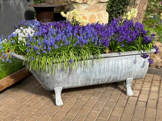 Flowers hyacinth and muscari grape hyacinthus in the old bath.