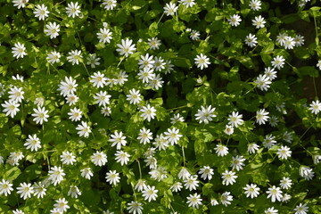 white flowers on green background as background, macro white daisies 