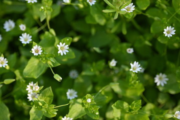 white flowers on green background as background, macro white daisies 