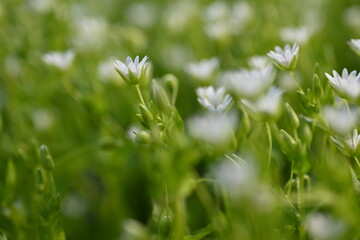 white flowers on green background as background, macro white daisies 