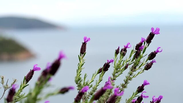 French lavender (Lavandula stoechas) flowers are blooming. Lavandula stoechas or lavender flowering plant sway in the wind. Spring purple flower spikes. Wild Turkey plants