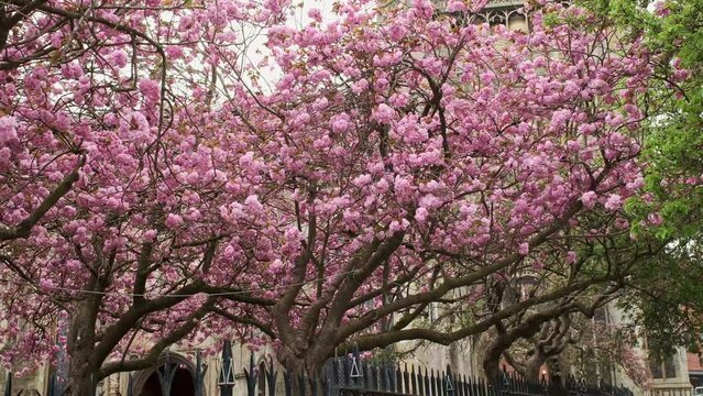 Trees in front of an old church and  full of pink blossom blowing in the breeze