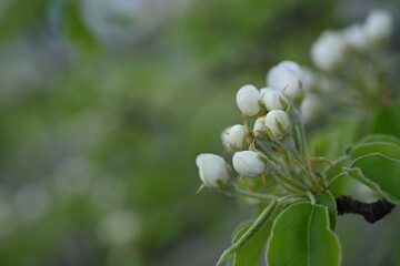 close-up pear blossom texture as background, white pear blossoms as background, pear branches as background