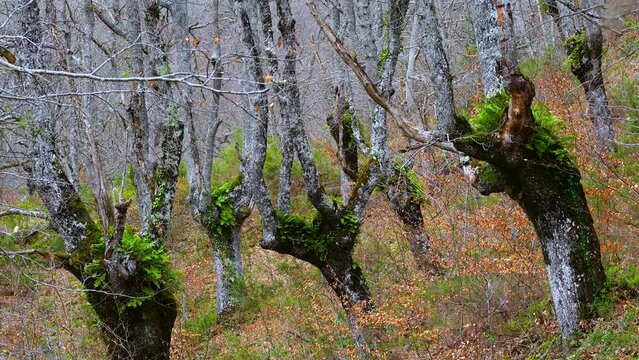 Old oak trees with lichens on the path to the source of the Zirauntza river in Araia in the province of Alava. Aizkorri-Aratz Natural Park in the provinces of Alava and Gipuzkoa. Basque Country. Spain