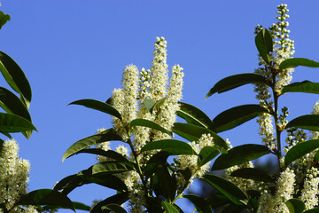 White flowers of Prunus laurocerasus, cherry laurel, common laurel, English laurel, family Rosaceae. Dutch garden, blue sky. Spring, April - obrazy, fototapety, plakaty