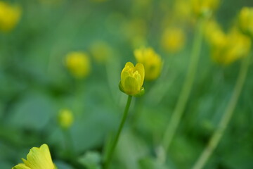 yellow flowers of spring wheat close up as background, macro bright yellow flowers of spring plants, spring yellow flowers close up 