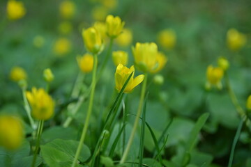 yellow flowers of spring wheat close up as background, macro bright yellow flowers of spring plants, spring yellow flowers close up 