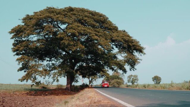 Car passing near big tree.