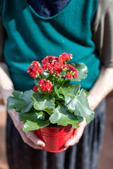 elderly woman holding a pot with kalanchoe flowers - 779202905
