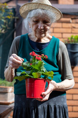 elderly woman holding a pot with kalanchoe flowers - 779202910