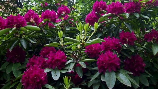 blooming red rhododendron. Springtime natural azaleas background. natural sound