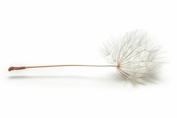 Simplistic beauty of a single dandelion seed held aloft by a gentle breeze, on white background.