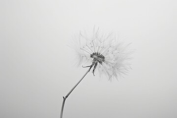 A delicate dandelion seed dances gracefully in a soft breeze against a pure white backdrop, embodying simplicity and beauty.