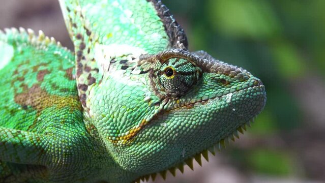 Veiled chameleon (Chamaeleo calyptratus) is a species of chameleon native to the Arabian Peninsula in Yemen and Saudi Arabia. Other common names include cone-head and Yemen chameleon.