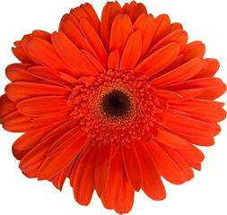 Orange gerbera daisy bloom on transparent background