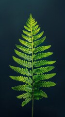 Single fern frond against dark background