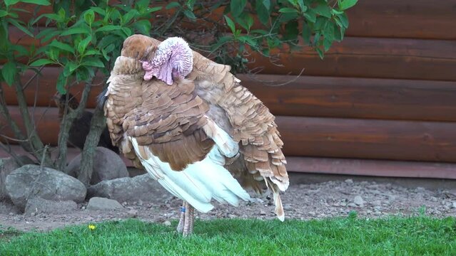 Blue turkeys are very interesting and distinctive breed. They are often also called Aspid. Bird was bred not so long ago and was most often used as a decorative one.