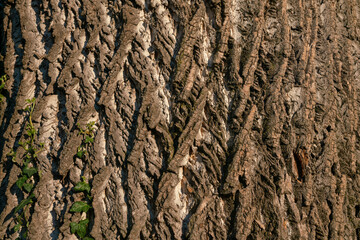 the bark resembles human skin with the signs of aging from wounds. Trunk of a color with shades from brown to ash grey, very beautiful for its veins which create an ancient arabesque.