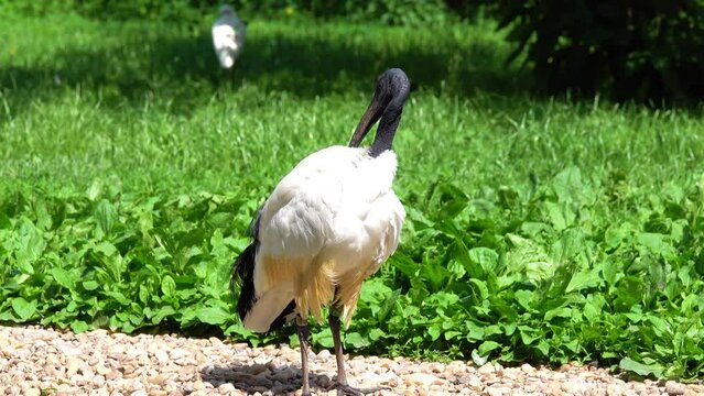 African sacred ibis (Threskiornis aethiopicus) is species of ibis, wading bird of family Threskiornithidae. It is known for its role in religion of Ancient Egyptians, where it was linked to god Thoth.