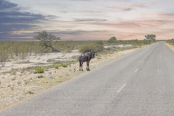 Picture of a buffalo during the day in Etosha national park in Namibia