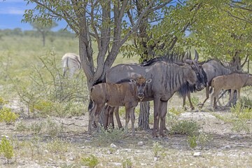 Fototapeta premium Picture of a group of buffalo during the day in Etosha national park in Namibia