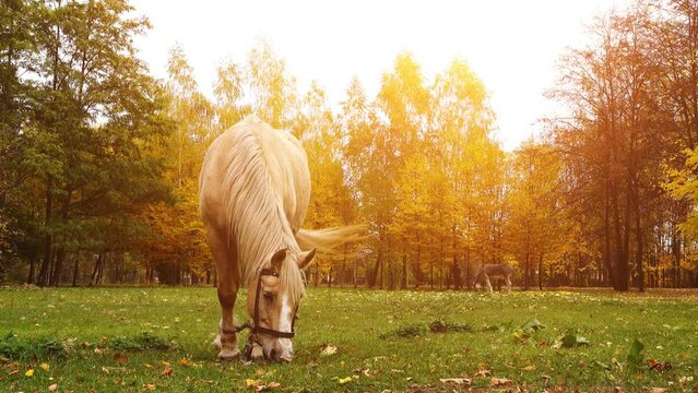 Beige horse grazing in a beautiful city park autumn.
