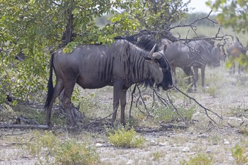 Picture of a group of buffalo during the day in Etosha national park in Namibia