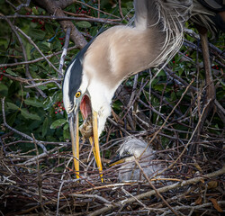 great blue heron feeding its chick in the nest at Rookery