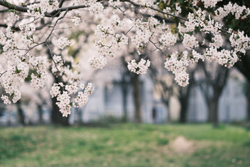桜の花が咲き誇る日本の春。神戸市内の公園で撮影