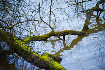 Tranquil Waters: Tree Branches Drifting on the River