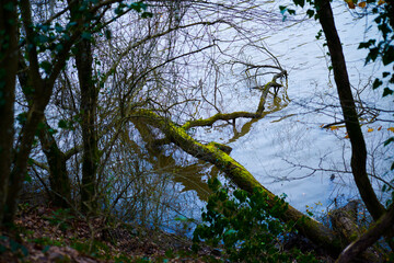 Tranquil Waters: Tree Branches Drifting on the River