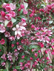 Pink little apple tree flowers in the spring.
