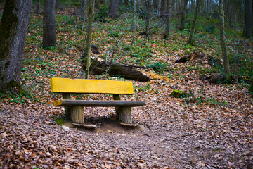 Sunny Glow: Yellow Bank Amidst the Forest Greenery