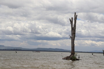 A lone acacia trunk stands majestically dead in the water of Lake Naivasha in the Great Rift Valley