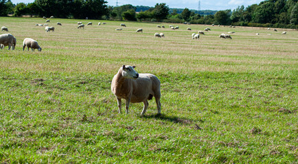 Sheep's on field. Sheep farm, UK