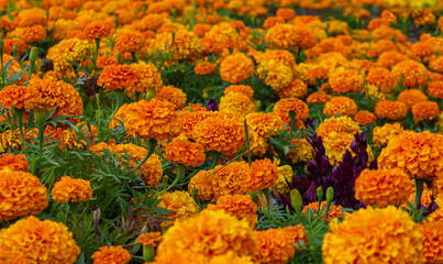 Blooming vibrant orange French marigold (Tagetes patula) in the garden. Colorful flowers background. Marigolds Mixed Color.