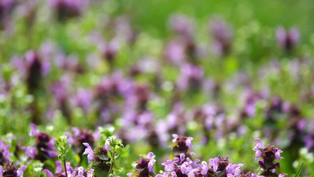 Lamium maculatum ( spotted dead-nettle or henbit and purple dragon) is flowering plant in family Lamiaceae, native throughout Europe and temperate Asia (Lebanon, Syria, Turkey, western China).