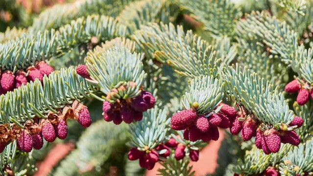 Abies procera, noble fir, also called red fir and Christmas tree, is fir native to Cascade Range and Pacific Coast Ranges of northwestern Pacific Coast of United States.