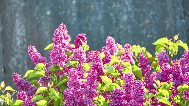 Syringa vulgaris, lilac or common lilac, is flowering plant in olive family Oleaceae, native to Balkan Peninsula, where it grows on rocky hills.