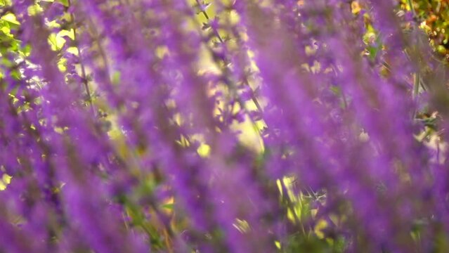 Salvia virgata (wand sage, southern meadow sage) is perennial plant that is native to Asia and southeastern Europe. It is considered noxious weed in many parts of world.