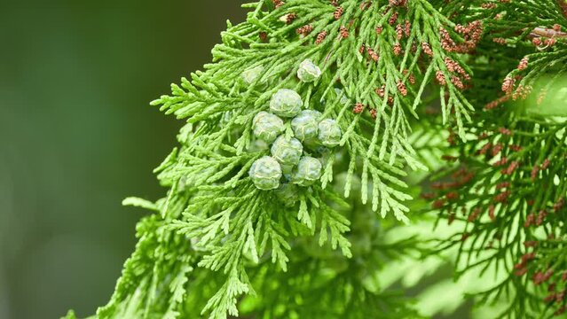 Chamaecyparis lawsoniana, known as Port Orford cedar or Lawson cypress, is conifer in genus Chamaecyparis, family Cupressaceae. It is native to Oregon and northwestern California.