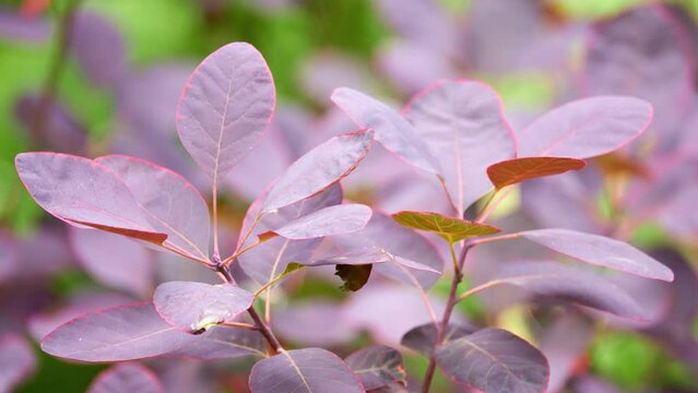 Cotinus coggygria, Rhus cotinus, European or Eurasian smoketree, smoke tree, smoke bush, Venetian sumach, or dyer's sumach, is flowering plant in family Anacardiaceae.