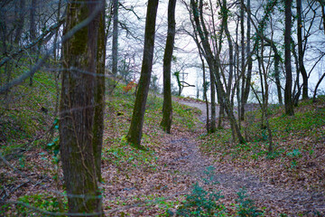 Autumn Path: Dry Leaves Among Trees in Forest
