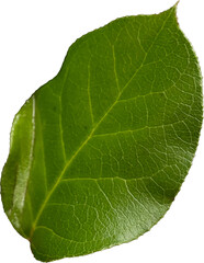 Single green leaf isolated on a transparent background